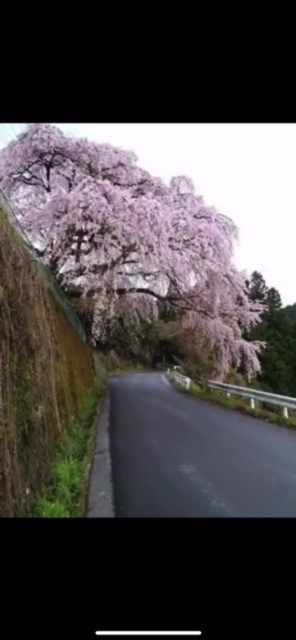 桜のトンネルin奈良県吉野郡下市町栃原